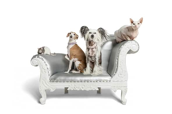 Studio Photo Dogs on Couch Luxury