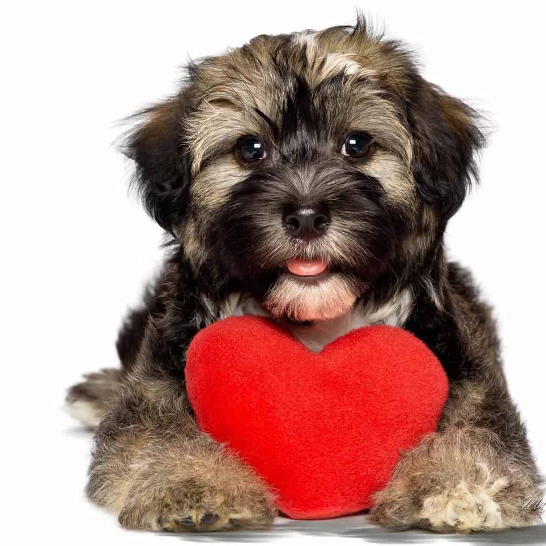 Singles Mixer Perth | Dog Dating Perth