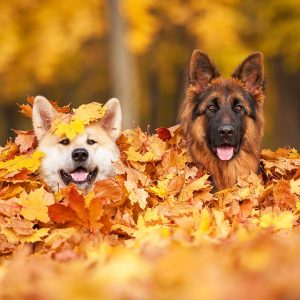 Autumn Dogs